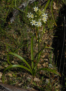 2009-03-30_15 Zigadenus Cropped TN.jpg - 43668 Bytes
